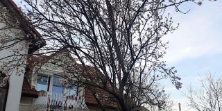 Mandulafa Apartman Balatonalmádi